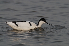 David Plant Photography - Wildlife Photography - Avocet - A